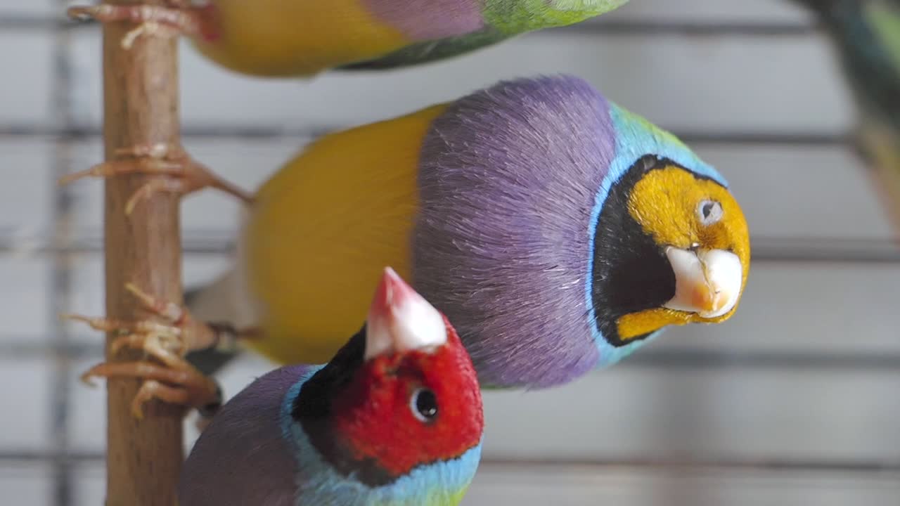 Gouldian Finches in Captivity