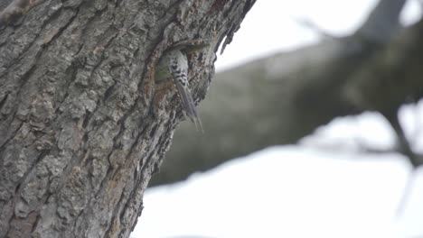 slow motion shot of a northern flicker entering a nest in a snow storm