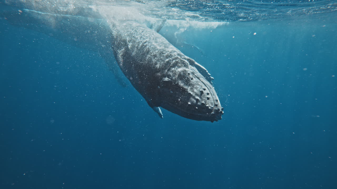 Humpback whale releases air bubbles from blowhole at surface of ocean in slow motion