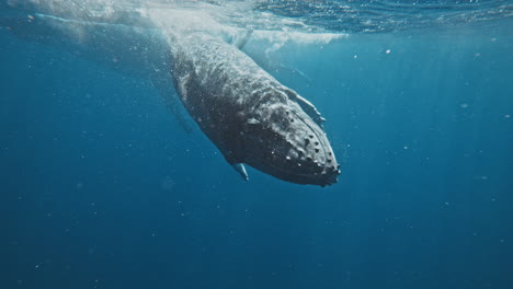 humpback whale releases air bubbles from blowhole at surface of ocean in slow motion