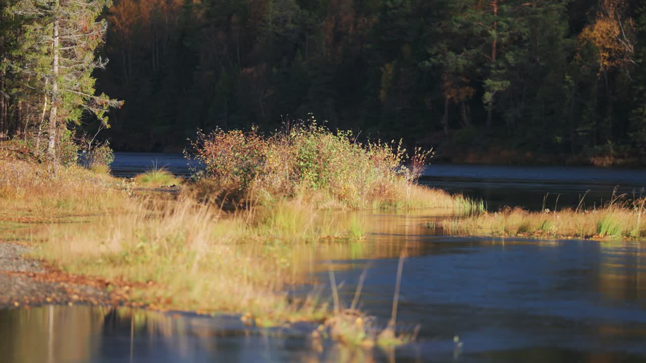 A shallow river with small islands of withered grass, set against the backdrop of an enchanting autumn forest