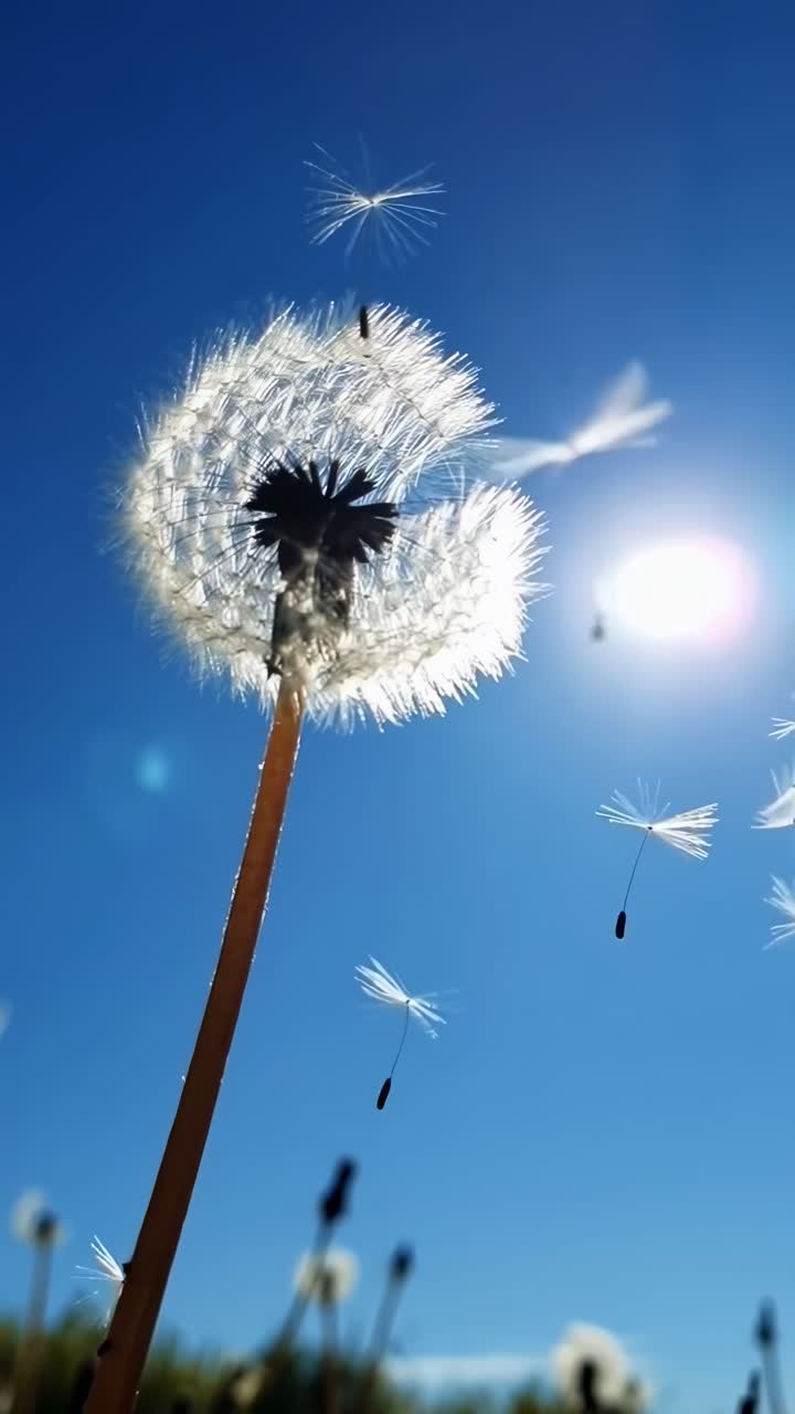 Ripresa video dal basso di un dente di leone contro un cielo blu chiaro, che cattura i semi che volano via