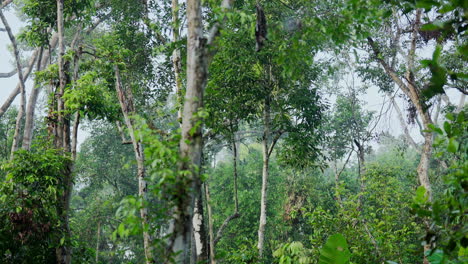 tropical rainforest canopy