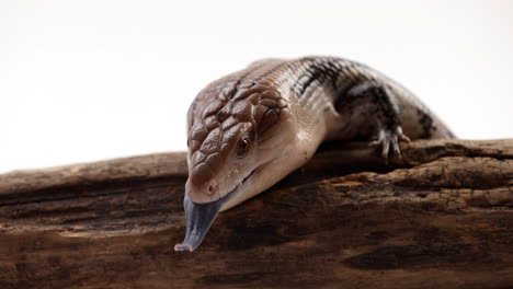 blue tongue skink relaxing on tree in front of white background whips out tongue - side profile