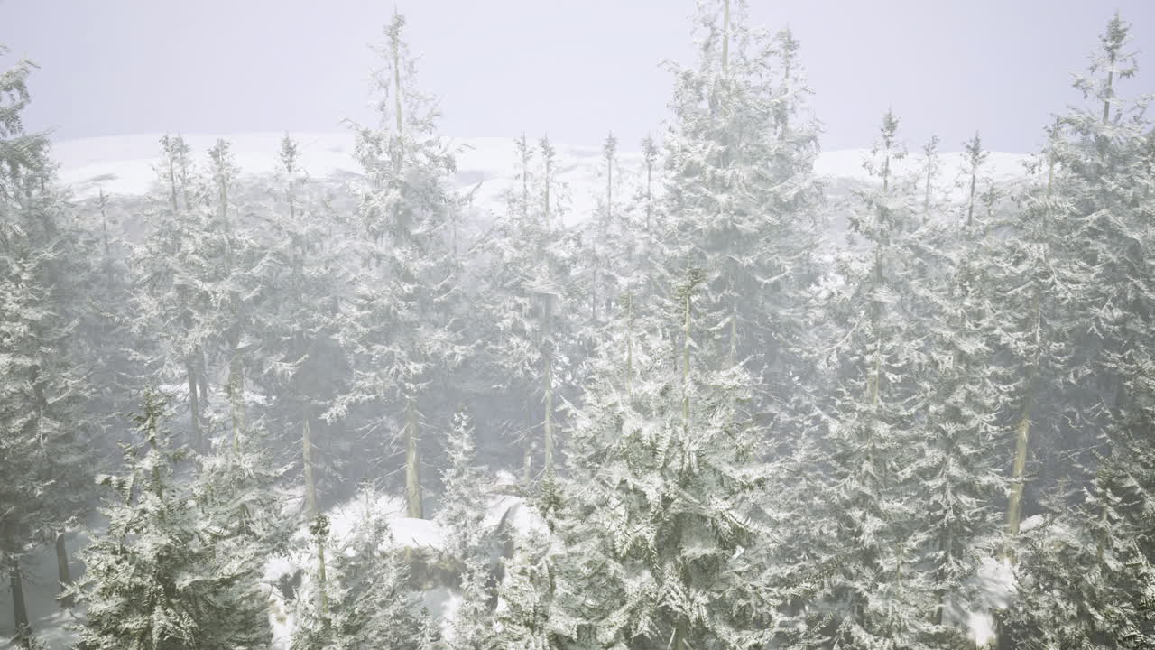 paisaje de bosque de montaña nevado