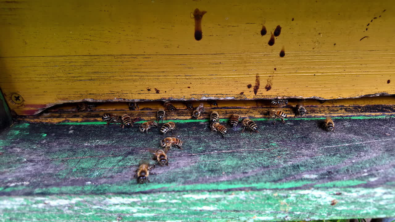 Bees In The Apiary - Close Up