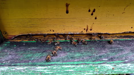 bees in the apiary - close up