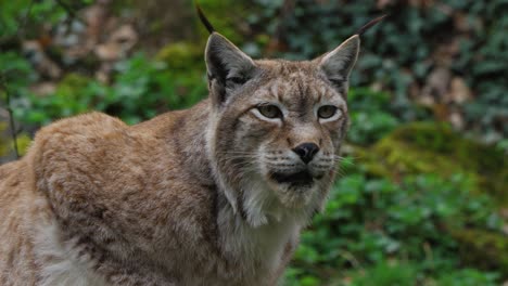 close up shot of a lynx looking around in a forest
