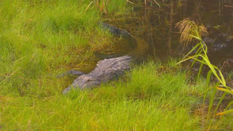 a gator in the grass on the edge of a swamp 4k