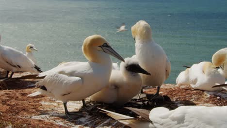 Colony-of-Gannet-birds-on-coastline-of-ocean,-static-time-lapse-view