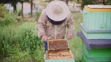 the beekeeper checks whether the bees are not sick in the apiary