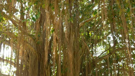árbol interesante en el parque nacional, sri lanka