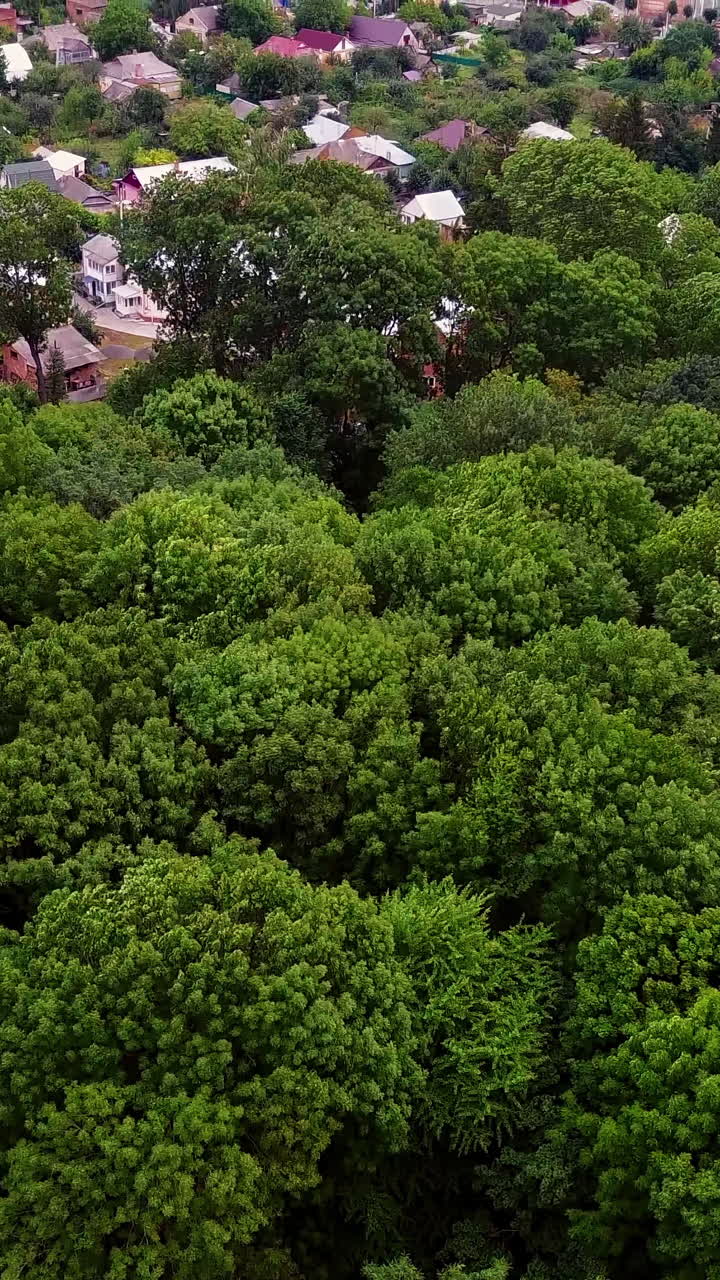 Forest with Houses in the Distance