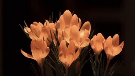 time lapse footage of beautiful yellow flowers opening while the background is dark grey or gray