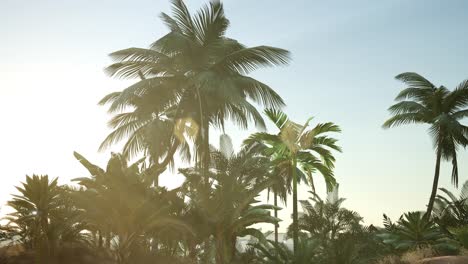 sunset beams through palm trees