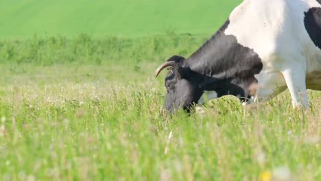 a cow eats grass on a green meadow ecologically clean field a cow eats grass on a green meadow ecologically clean field
