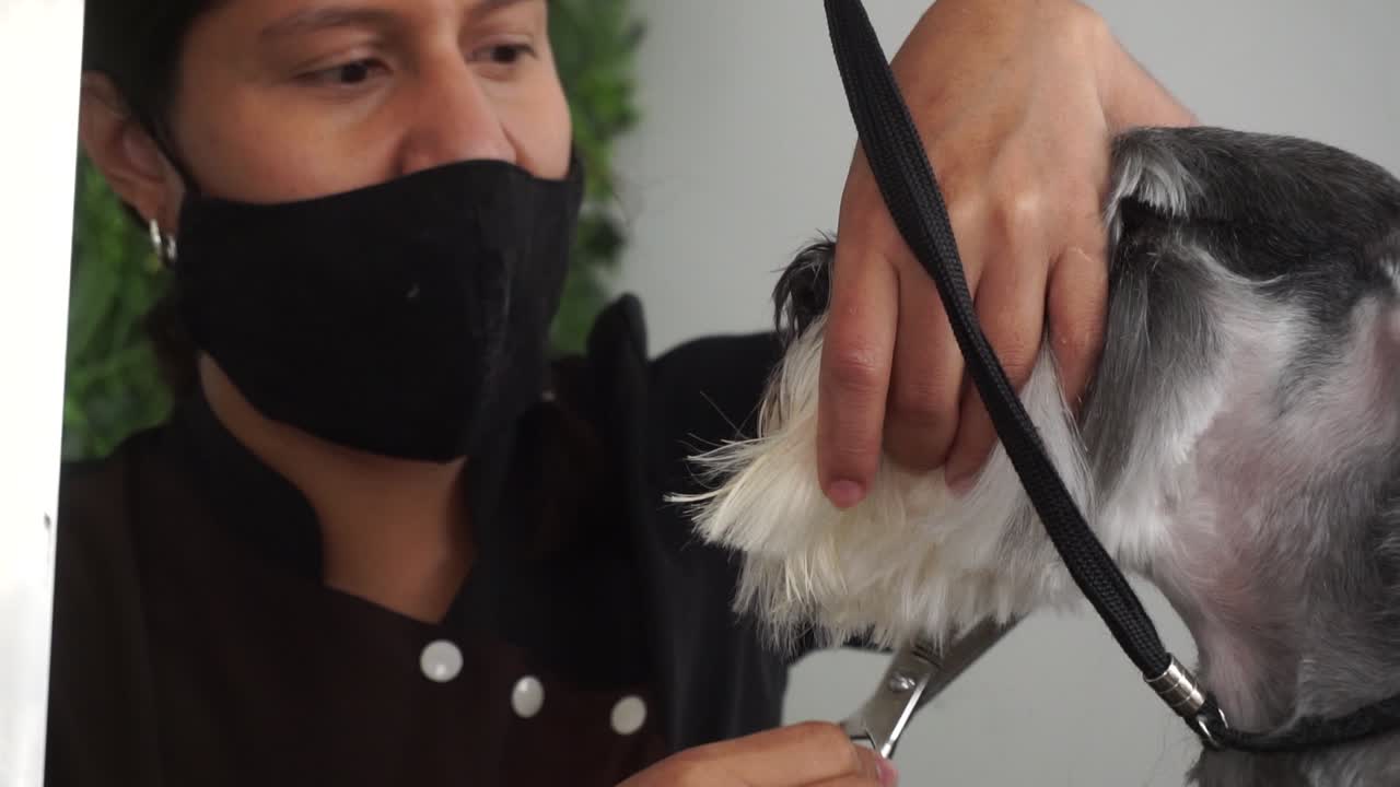 Hispanischer Hundefriseur trimmt das Gesichtsfell eines Zwergschnauzers, Zeitlupe