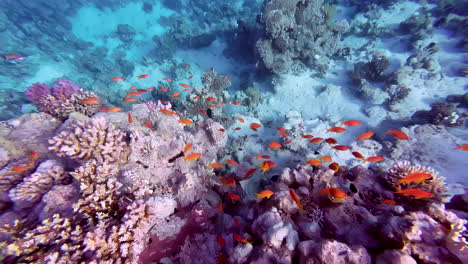 coloridos peces pequeños de color naranja hermosos arrecifes de coral buceo mar rojo egipto