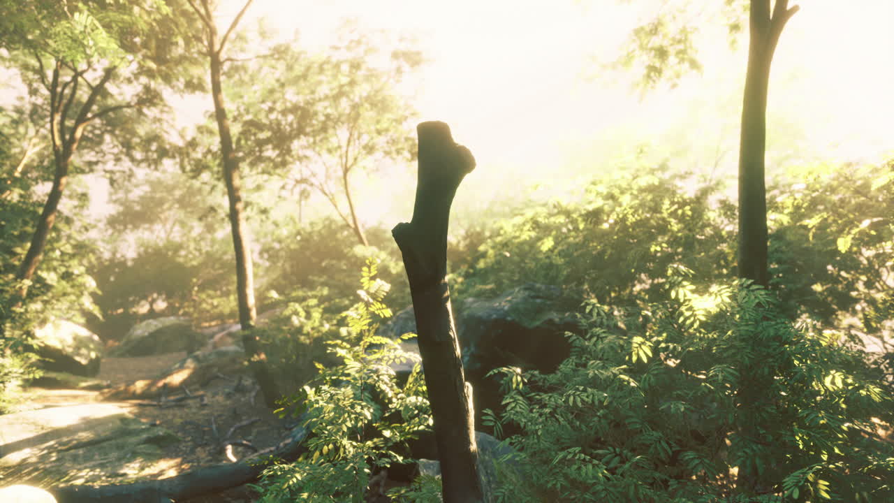 늦은 아침에 조용한 숲에서 나무를 통해 빛이 필터링됩니다.