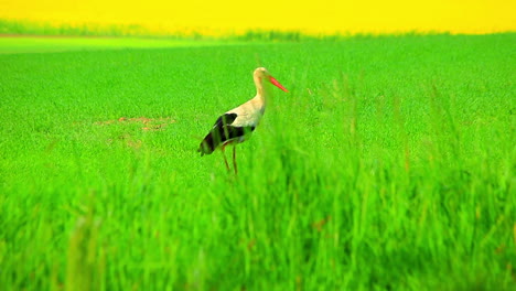 bird stork walking green field. stork searching for food on grass meadow