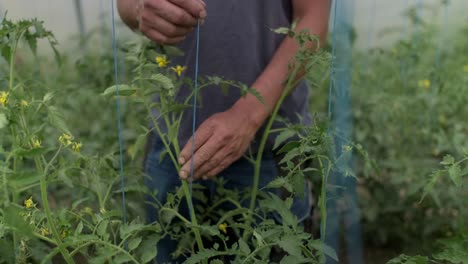 young gardener ties up cucumbers standing in greenhouse indoors