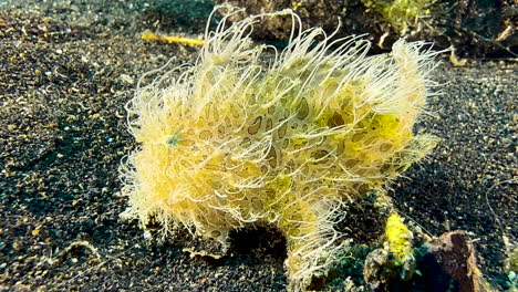 hairy frogfish with clearly visible spots and patches on skin resting on dark sand during day, side view medium shot showing all body parts