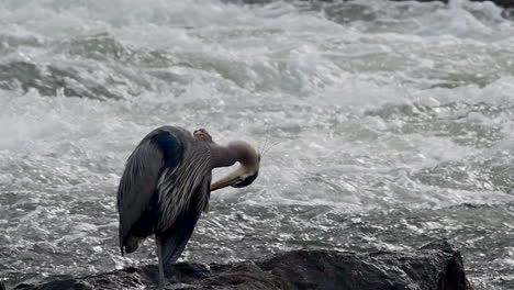 Great-Blue-Heron-preening-in-the-Deschutes-River,-Oregon,-in-slow-motion