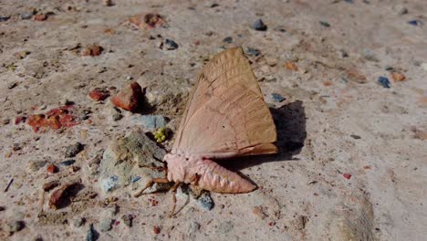 handheld close up de una enorme polilla hermosa en el suelo rocoso mientras sus alas están en el viento debido a en gambia durante un día de verano