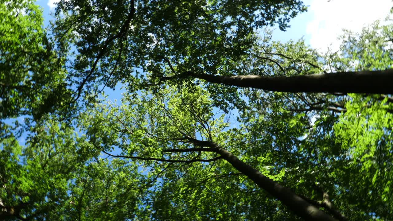 나무 의 낮은 각도 관측