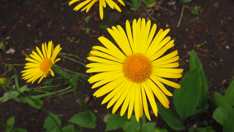 a very beautiful chamomile on the wind