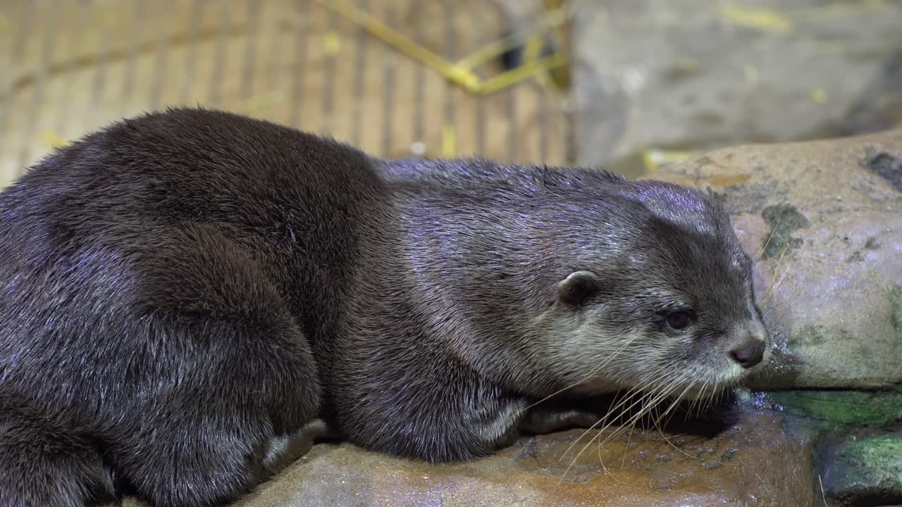 Close-up of a resting Eurasian otter crying out loud