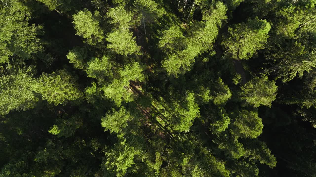 bosque de pinos desde arriba
