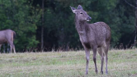 el ciervo sambar es una especie vulnerable debido a la pérdida de hábitat y la caza