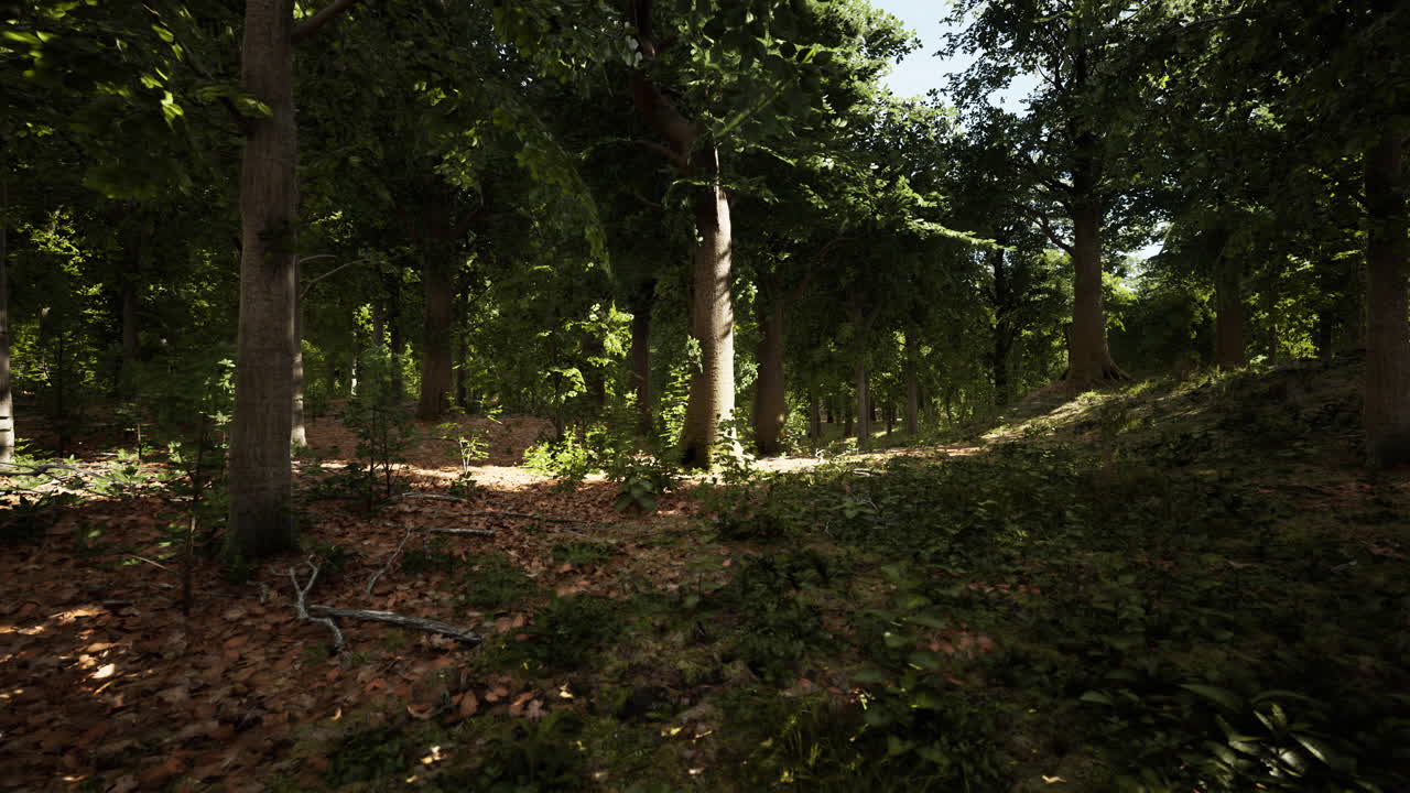 Cammino della foresta illuminata dal sole