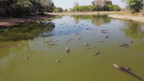 aerial view of a group of alligators clustered in a lagoon because of severe drought in the pantanal wild swamp region, brazil