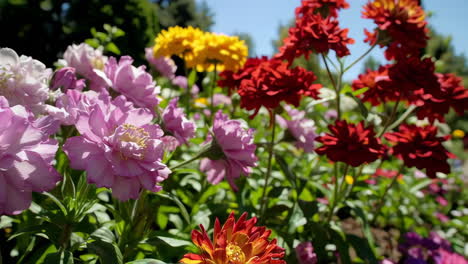 hermosas flores en un jardín