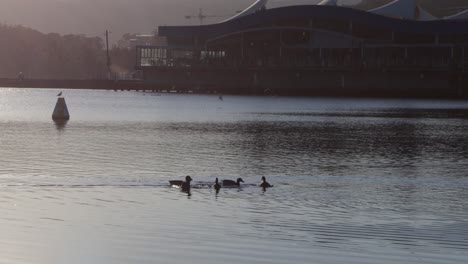 Grupo-De-Patos-Formándose-Juntos-En-El-Lago-De-La-Ciudad