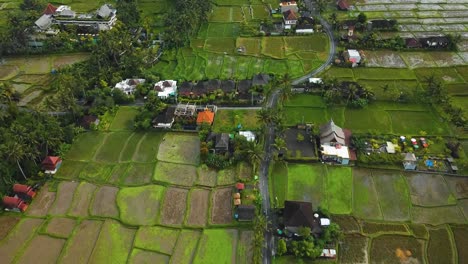 Amazing-cinematic-Ubud,-Bali-drone-footage-with-exotic-rice-terrace,-small-farms,-village-houses-and-agroforestry-plantation