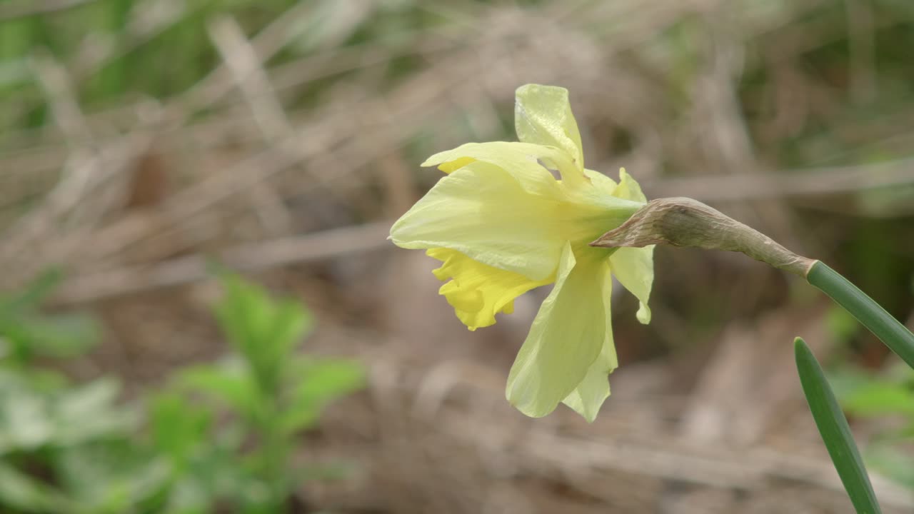 Single Daffodil Flower Moving In Soft Wind