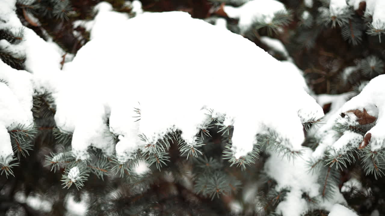 Green pine tree full of white snow in winter