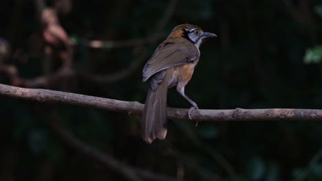 Seen-from-the-back-while-perched-on-a-vine-scratching-and-preening-then-goes-away-to-the-right,-Greater-Necklaced-Laughingthrush-Pterorhinus-pectoralis,-Thailand