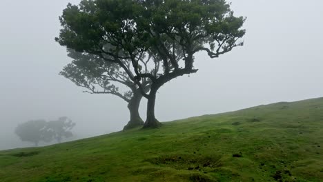 close-up view of a traditional ocotea foetens tree in the fog, madeira