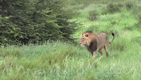 wide shot of a black-maned lion walking through the lush grassland of the kgalagadi transfrontier park in the rain