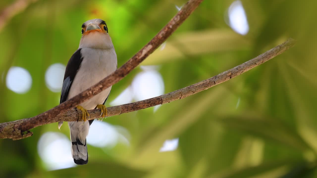 el pico ancho de pecho plateado es un ave famosa en tailandia, tanto local como internacional