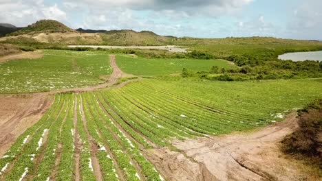 Campos-De-Melones-Filmados-Con-Un-Dron,-Martinica