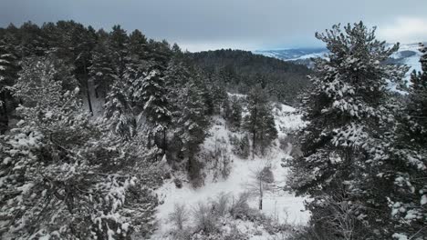 Paradise-winter-landscape-with-pine-trees-covered-by-snow-in-mountains-on-a-misty-day