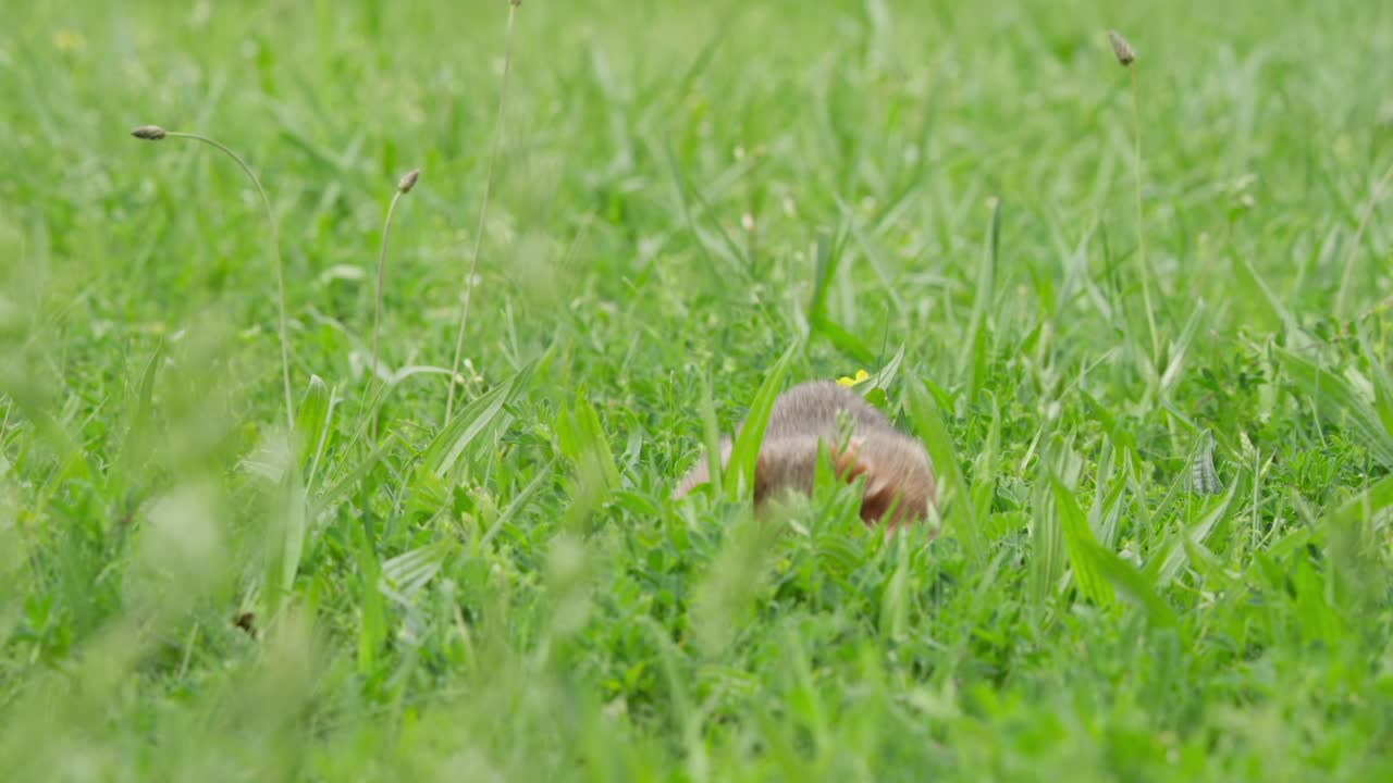 A european hamster is seen foraging through tall green grass. The setting captures the animal's natural behavior in its habitat, displaying moments of movement and exploration in daylight