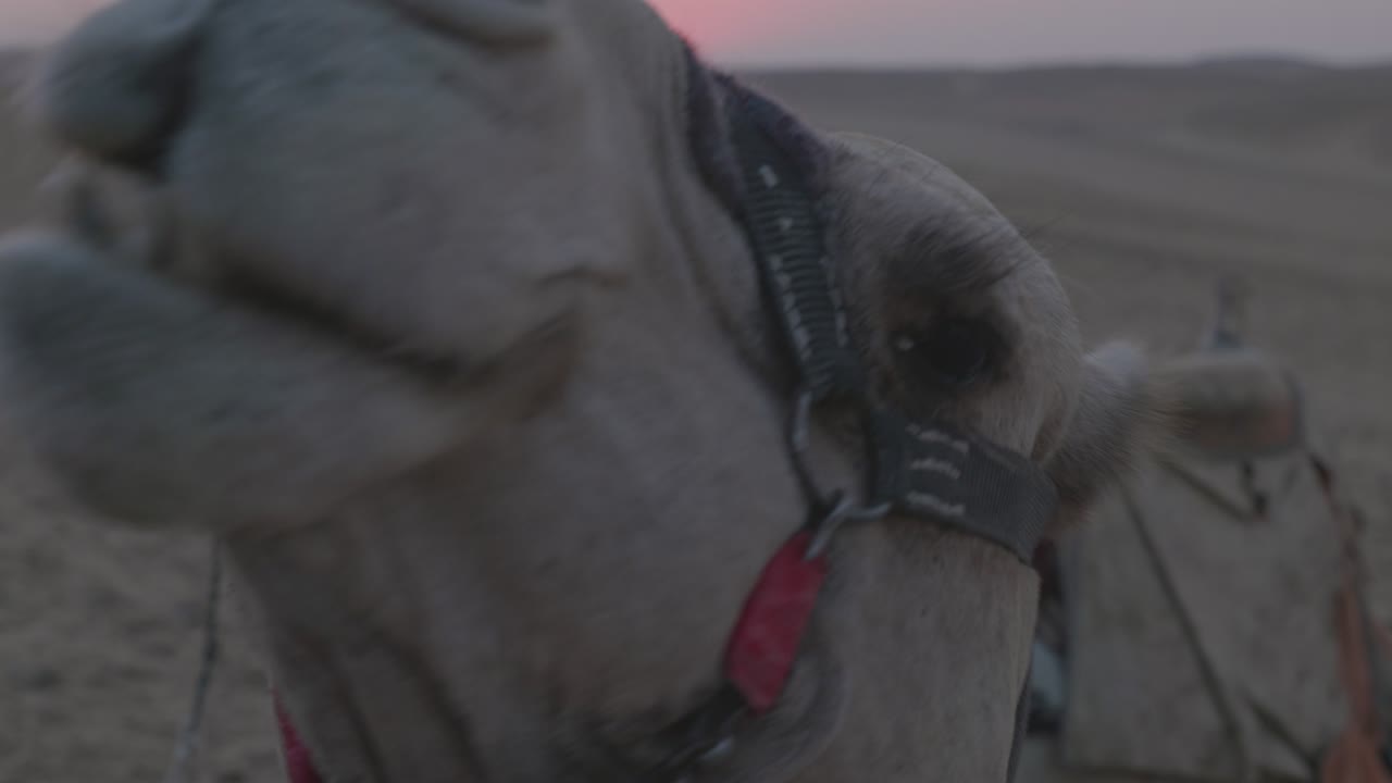 el atardecer en el desierto, los camellos acostados en la arena. egipto