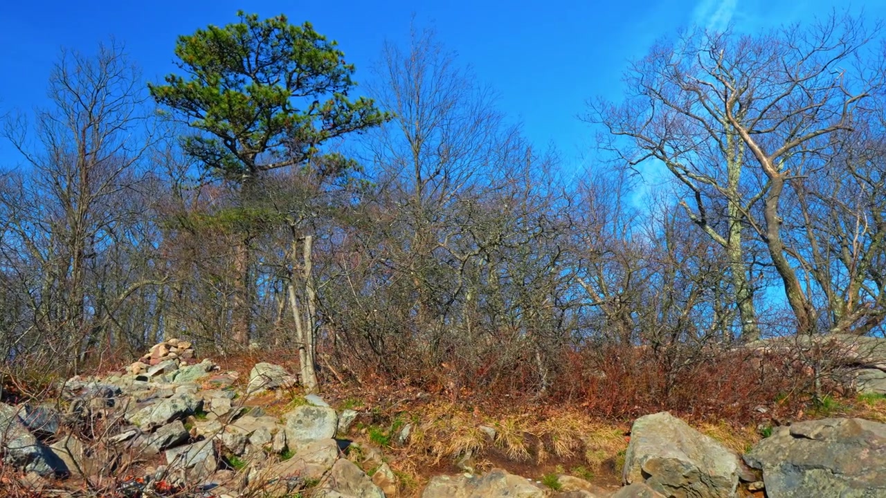 Pino solitario sulla cima rocciosa del Monte Tammany. Albero sempreverde tra alberi decidui spogli su un crinale montuoso roccioso. Cielo azzurro brillante, giornata di sole, paesaggio naturale