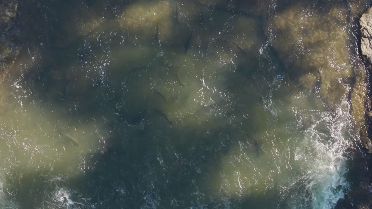 un salmón corre en un río corriendo, con peces nadando aguas arriba a través de aguas turbulentas, vista aérea